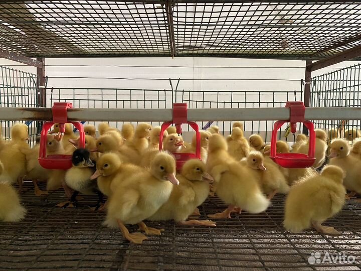 Утята подрощенные оптом