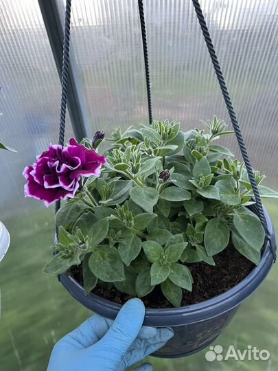 Рассада петунии