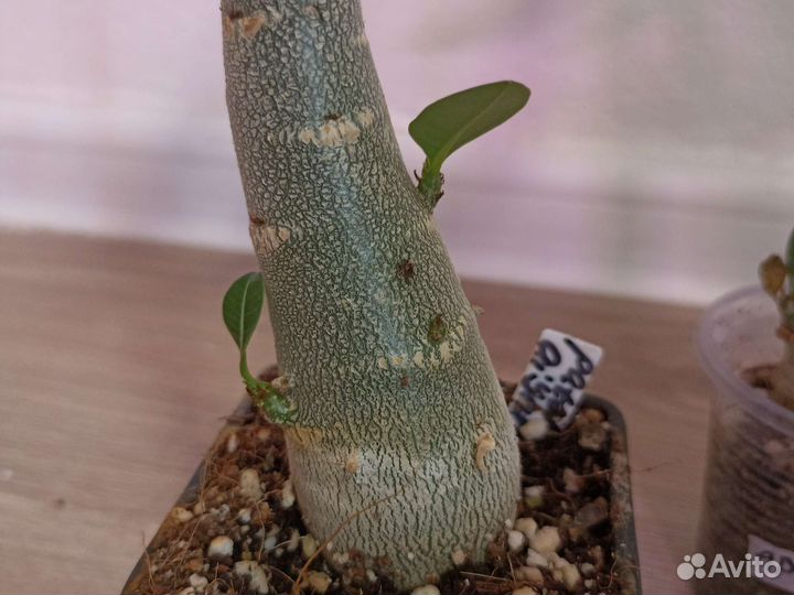 Адениум арабикум