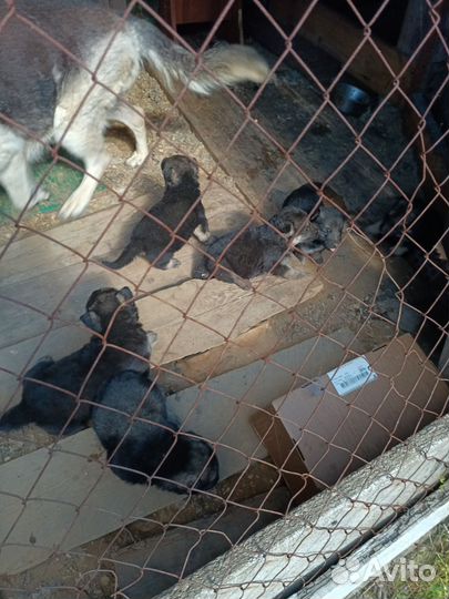 Восточно европейская овчарка щенки