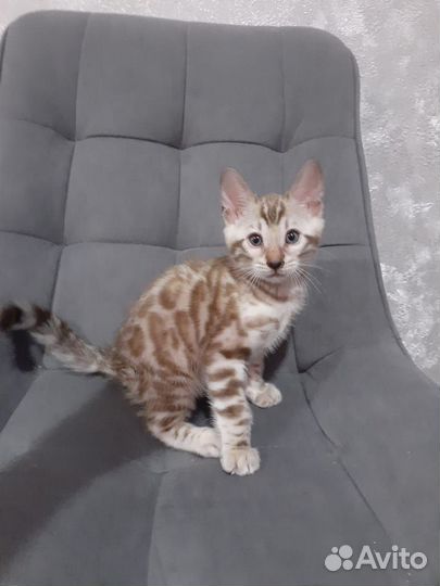 Бенгальские котята