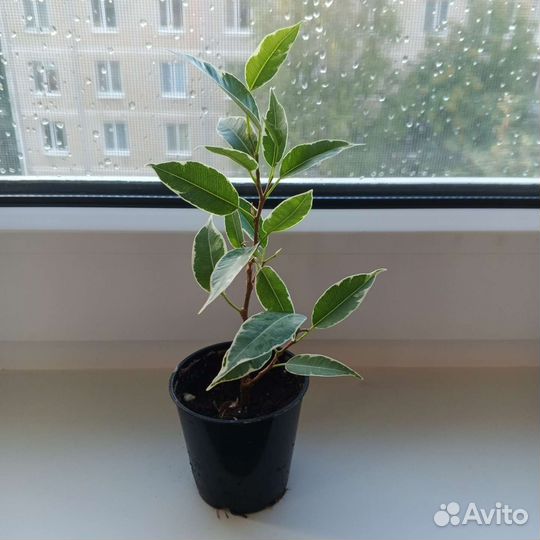 Фикус бенджамина Нина
