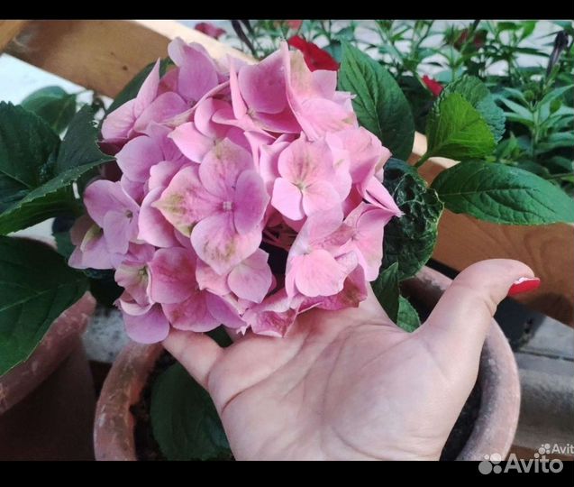 Гортензия крупнолистная