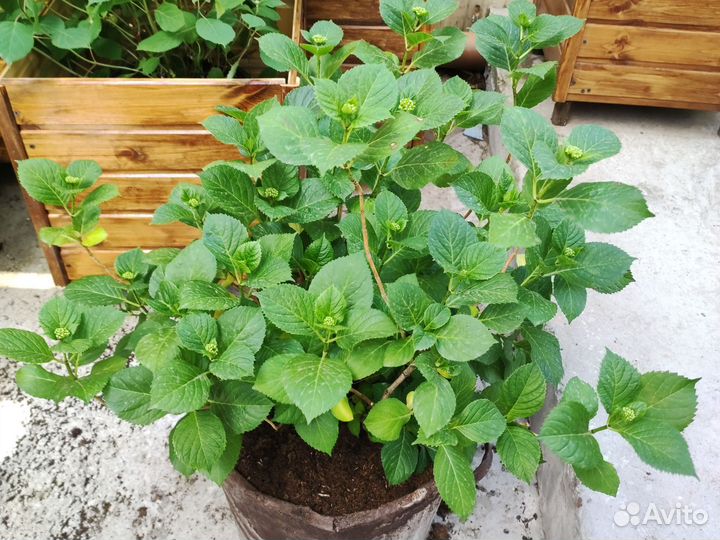 Гортензия крупнолистная