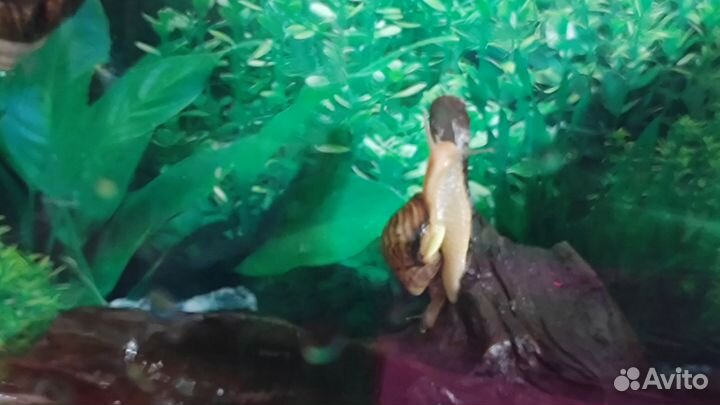 Улитки ахатины