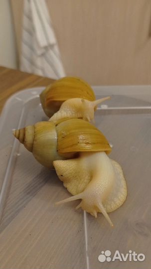 Улитки ахатины