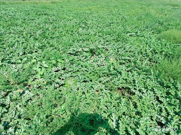 Арбуз Каристан