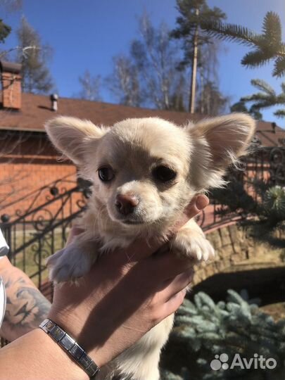 Щенки чихуахуа