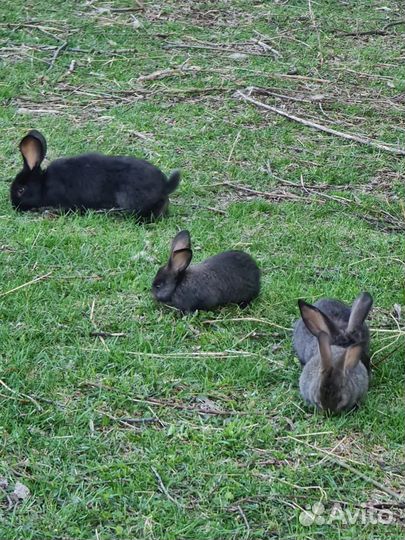 Кролики мясных пород