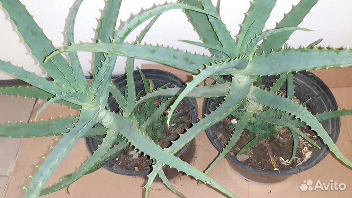 Алоэ старое