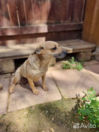 Девочка небольшая 10 кг