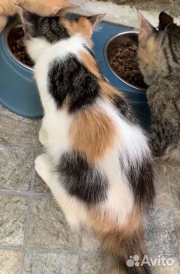 Яркая трехцветная кошечка - котенок девочка