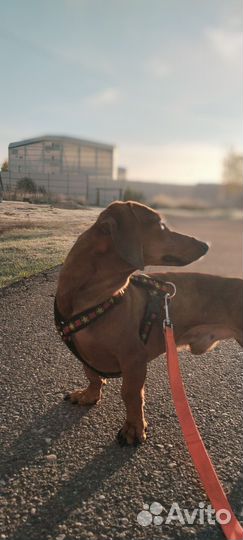 Такса кабель вязка