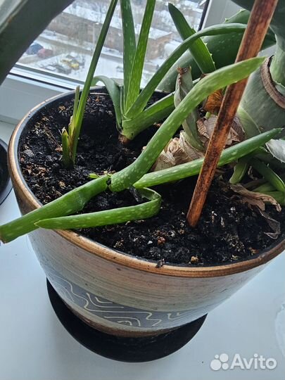 Алоэ лечебный