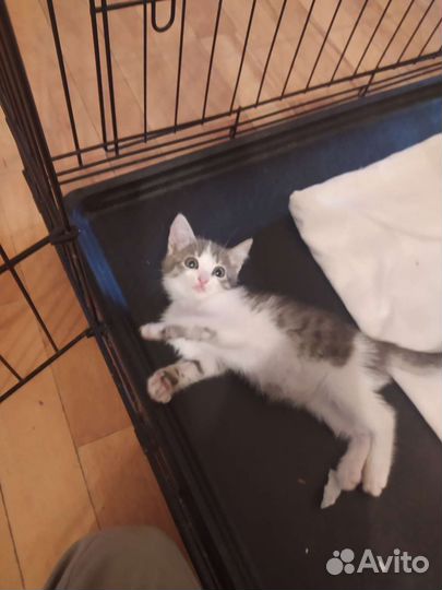 Домашние животные в добрые руки