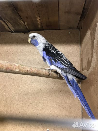 Попугай розелла пара