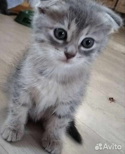 Кошка в дар
