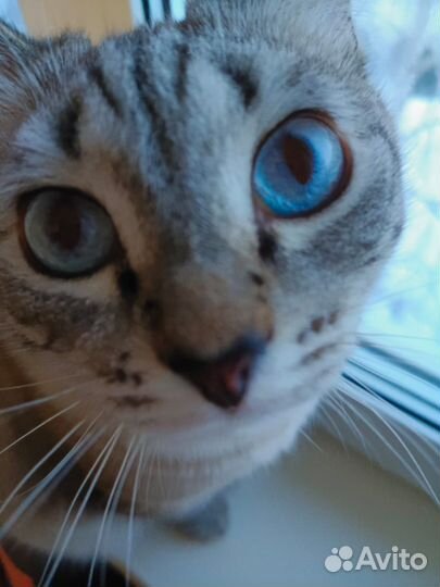 Отдам кота в добрые руки