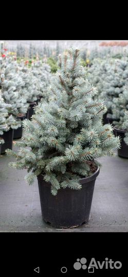 Ель голубая от 50см до 2метров