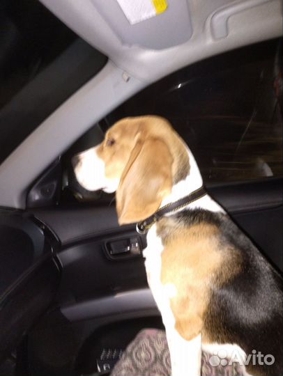 Ищем Невесту )вязка Бигль