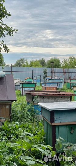 Мед фацелия 2023