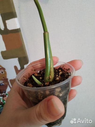 Филодендрон бородавчатый верукозум бархатный