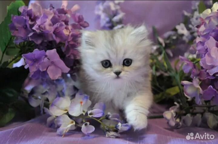 Персидская шиншилла