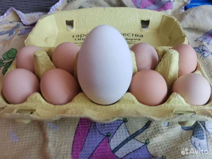 Яйцо куриное цесариное