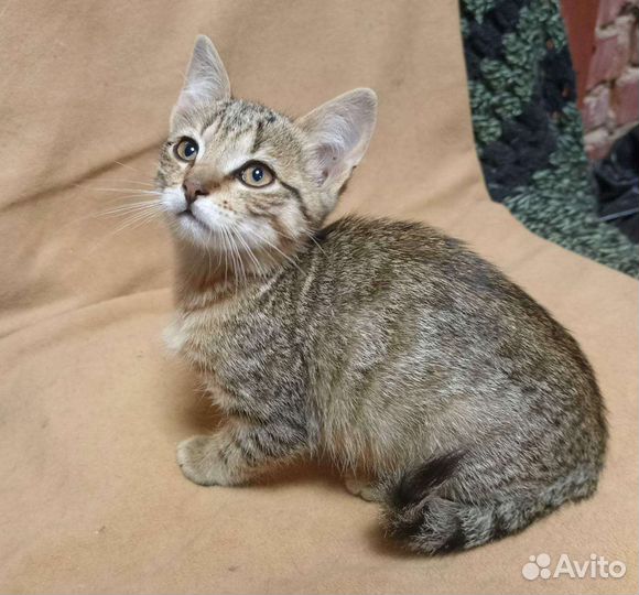 Котёнок девочка полосатик
