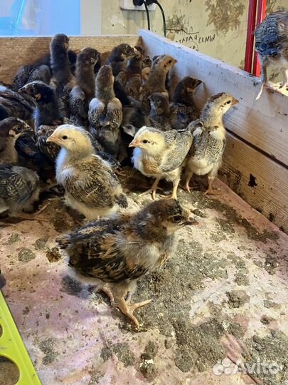 Цыплята