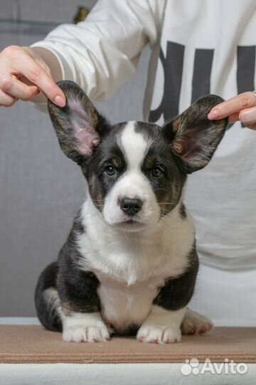 Щенки вельш-корги кардиган
