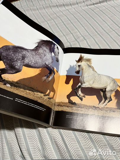 Брангар «Лошади в гармонии с природой»