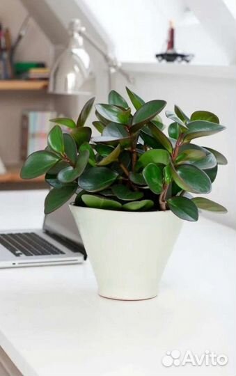 Пеперомия туполистная