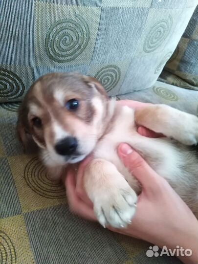 Отдам бесплатно