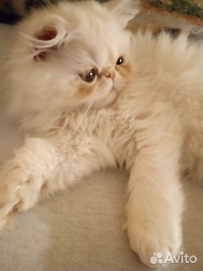 Персидская