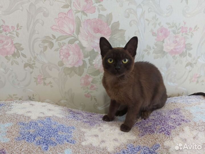 Бурманская кошечка