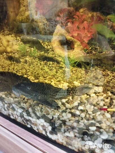 Аквариумные рыбки сомики