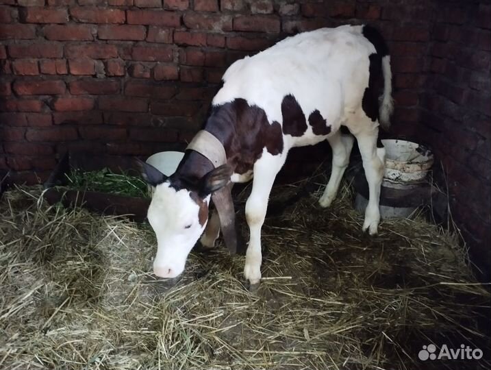 Продам телят телочек