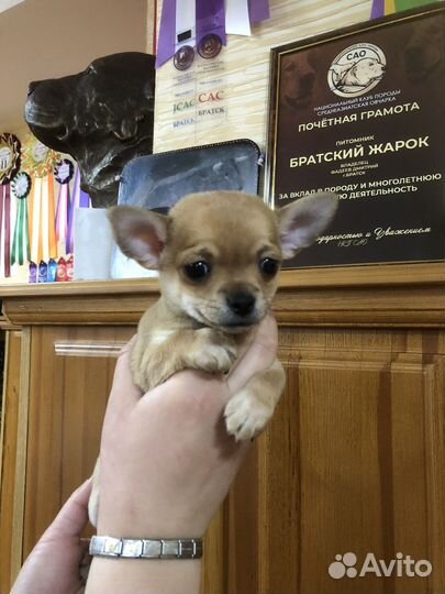 Щенки чихуахуа