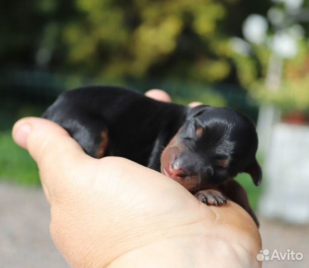 Цвергпинчер (щенки)
