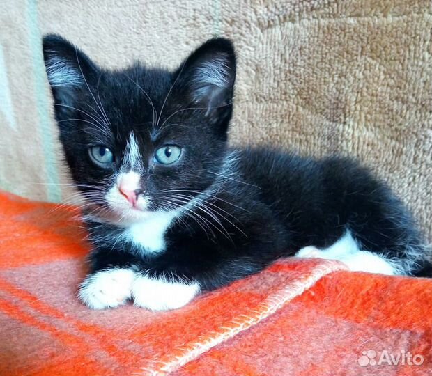 Маленький котик ищет семью