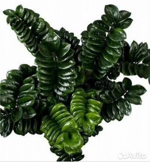 Замиокулькас зензи