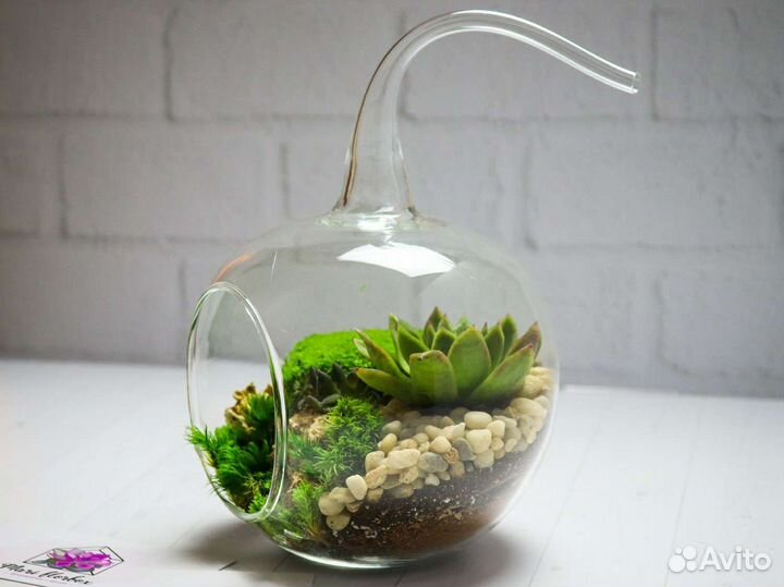 Растения суккуленты флорариум подарок