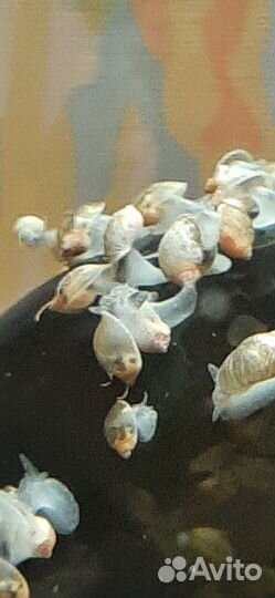 Улитки маленькие