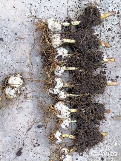 Лилии луковицы