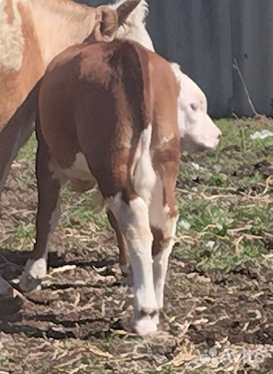 Бычок и телочка