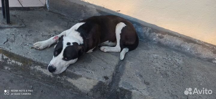 Собака в добрые руки