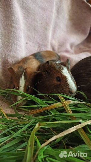 Морские свинки