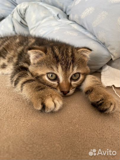 Шотландские вислоухие котята