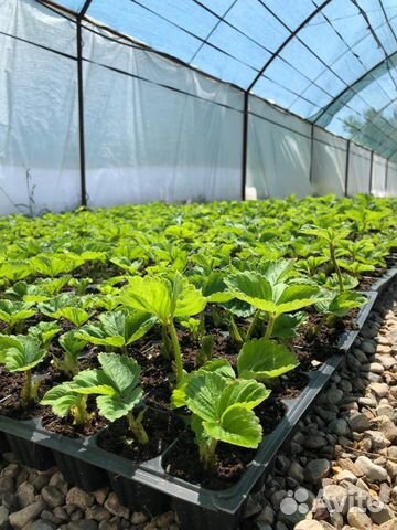 Касетная рассада земляники садовой